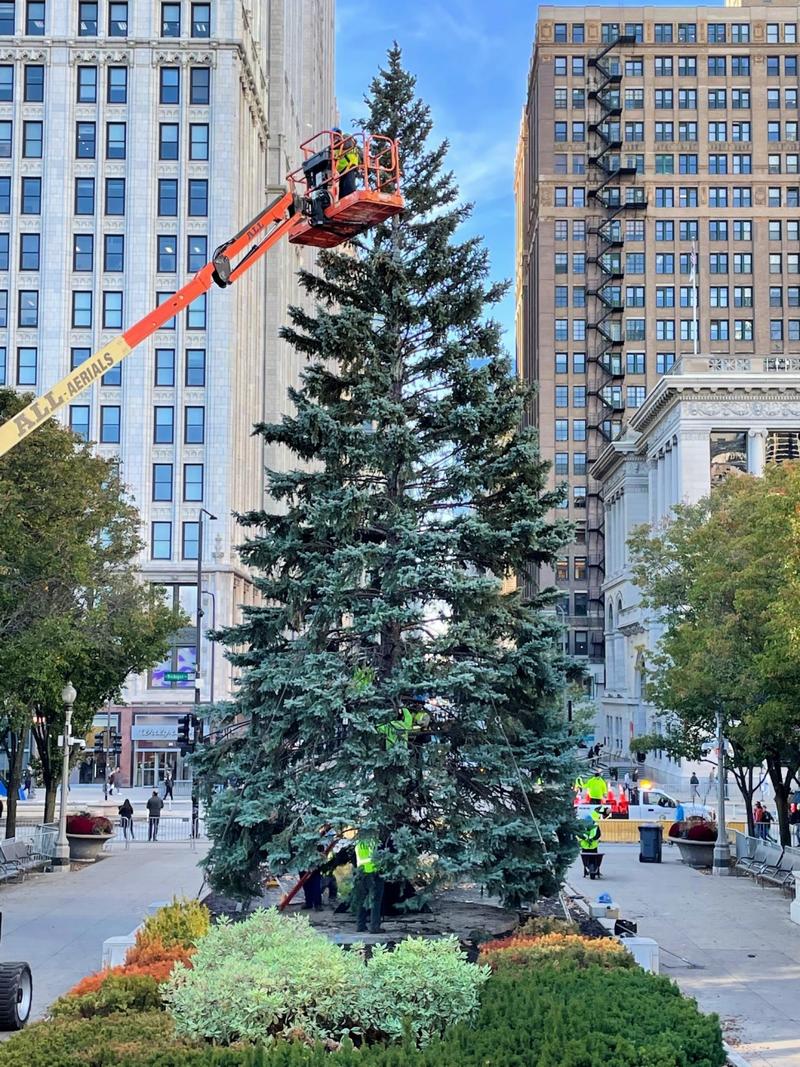 Chicago Christmas Tree 2024 kanya marcella